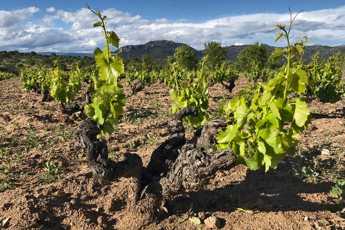 Tierra Calma: un jardín de garnachas perfumadas